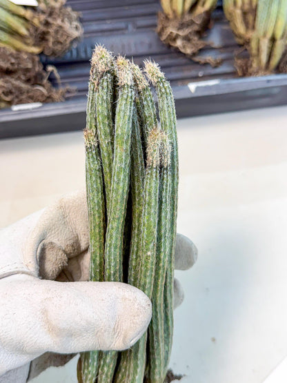 Dahlia Cactus - Wilcoxia poselgeri (7) | Rare Cactus