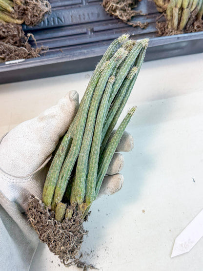 Dahlia Cactus - Wilcoxia poselgeri (7) | Rare Cactus