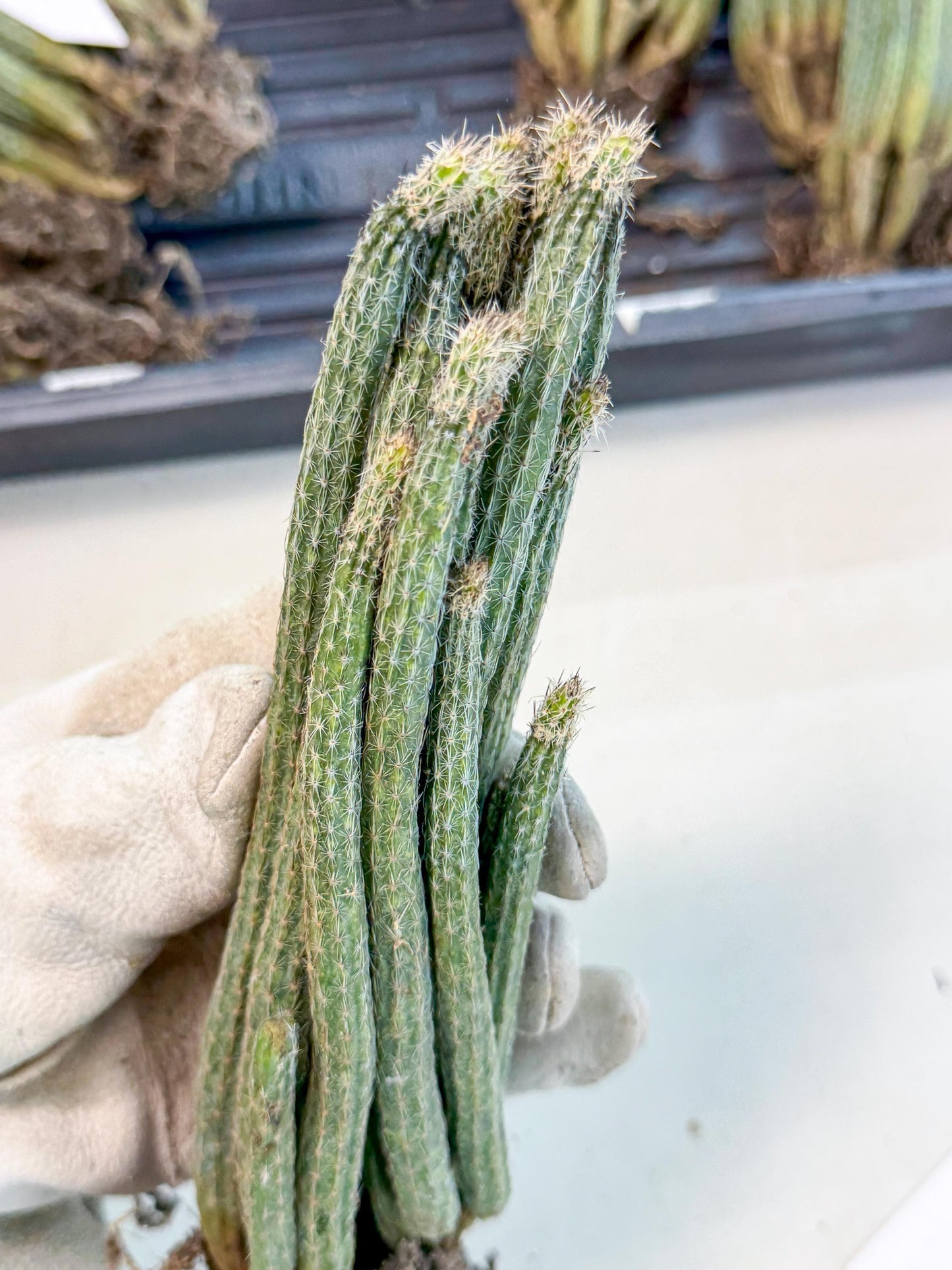 Dahlia Cactus - Wilcoxia poselgeri (7) | Rare Cactus