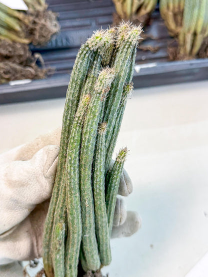 Dahlia Cactus - Wilcoxia poselgeri (7) | Rare Cactus