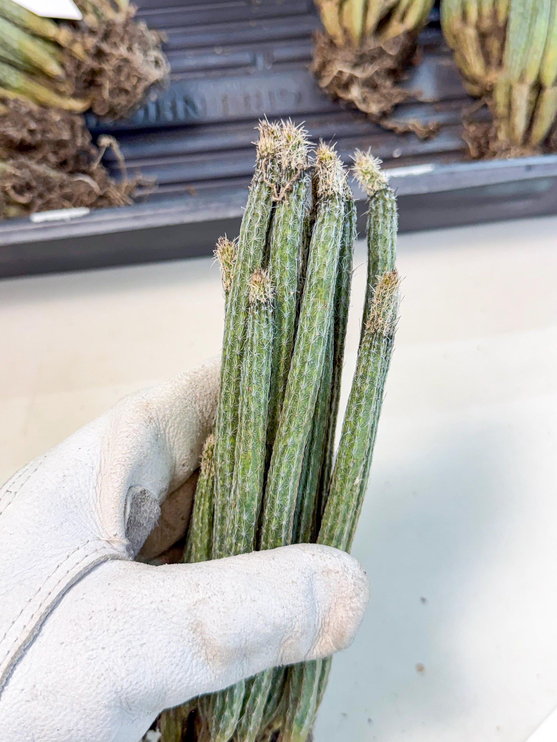 Dahlia Cactus - Wilcoxia poselgeri (7) | Rare Cactus