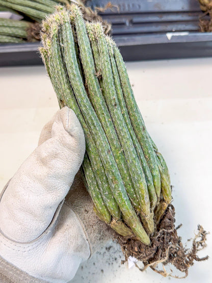 Dahlia Cactus - Wilcoxia poselgeri (9) | Rare Cactus