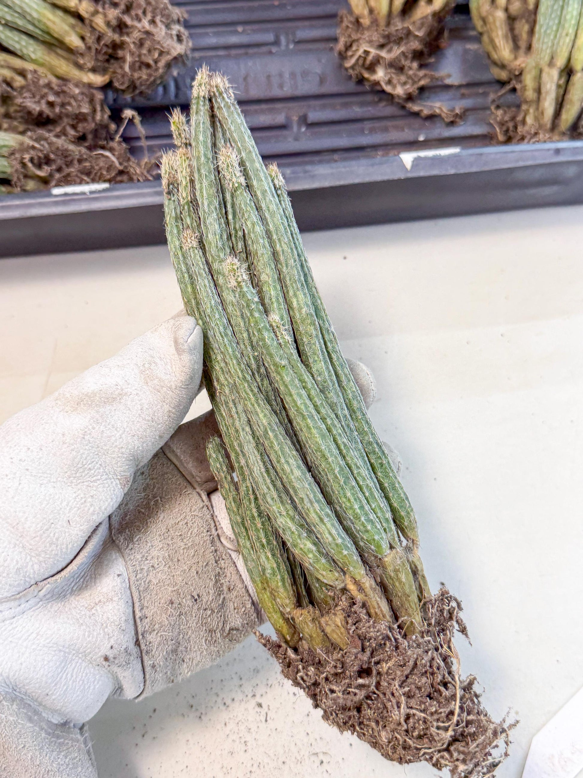 Dahlia Cactus - Wilcoxia poselgeri (7) | Rare Cactus