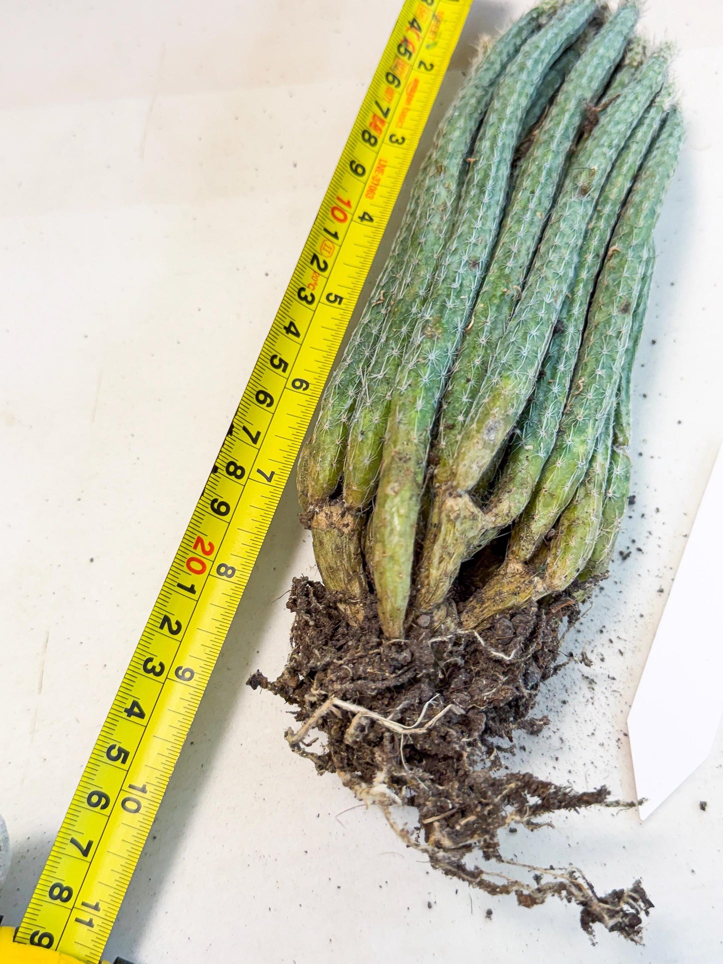 Dahlia Cactus - Wilcoxia poselgeri (9) | Rare Cactus