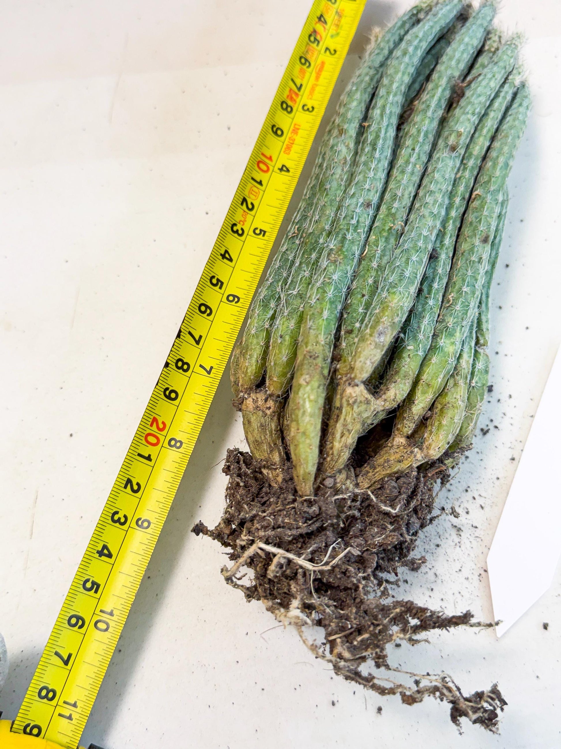 Dahlia Cactus - Wilcoxia poselgeri (9) | Rare Cactus