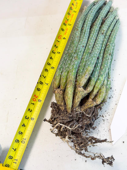 Dahlia Cactus - Wilcoxia poselgeri (9) | Rare Cactus
