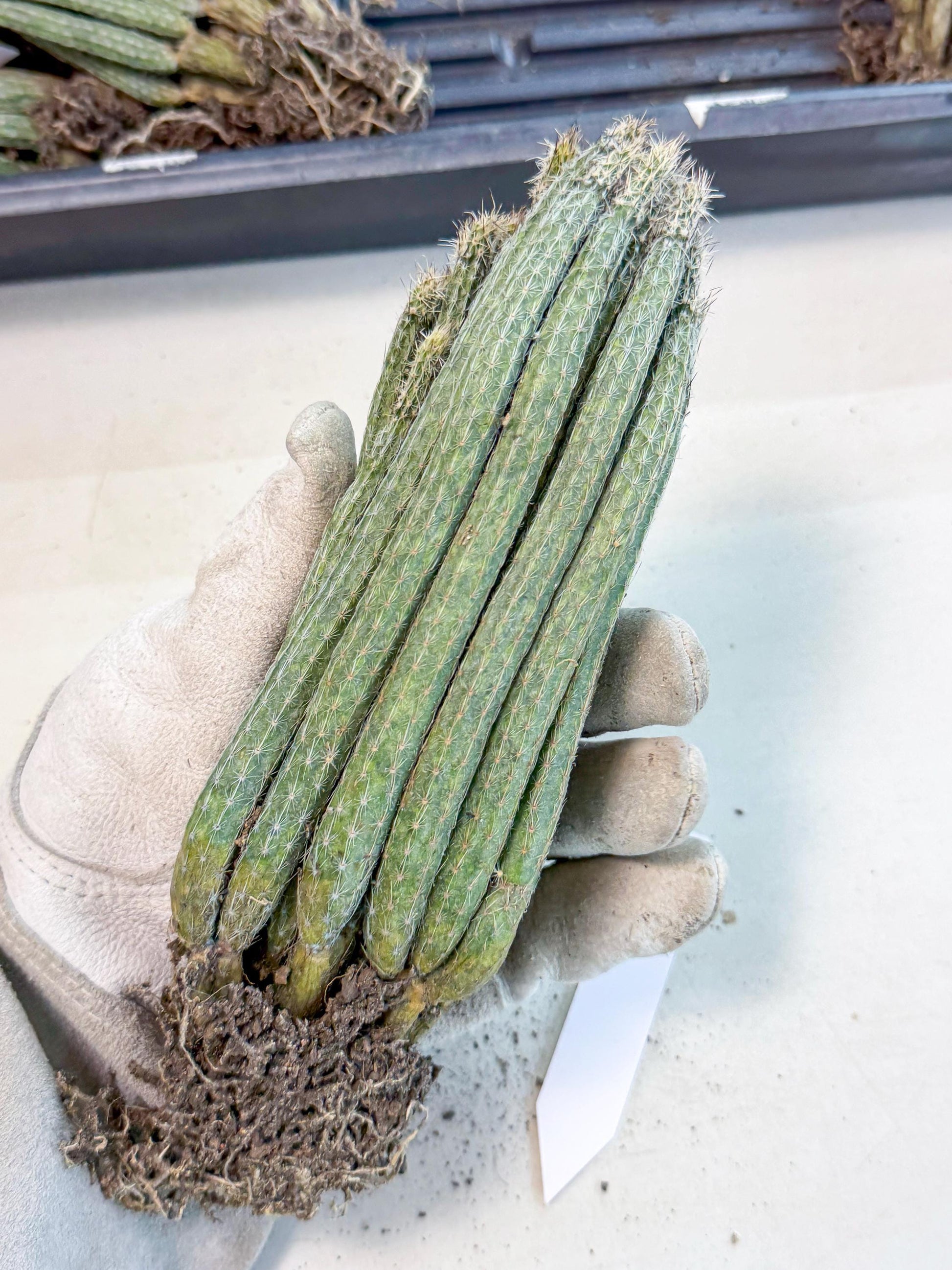 Dahlia Cactus - Wilcoxia poselgeri (9) | Rare Cactus