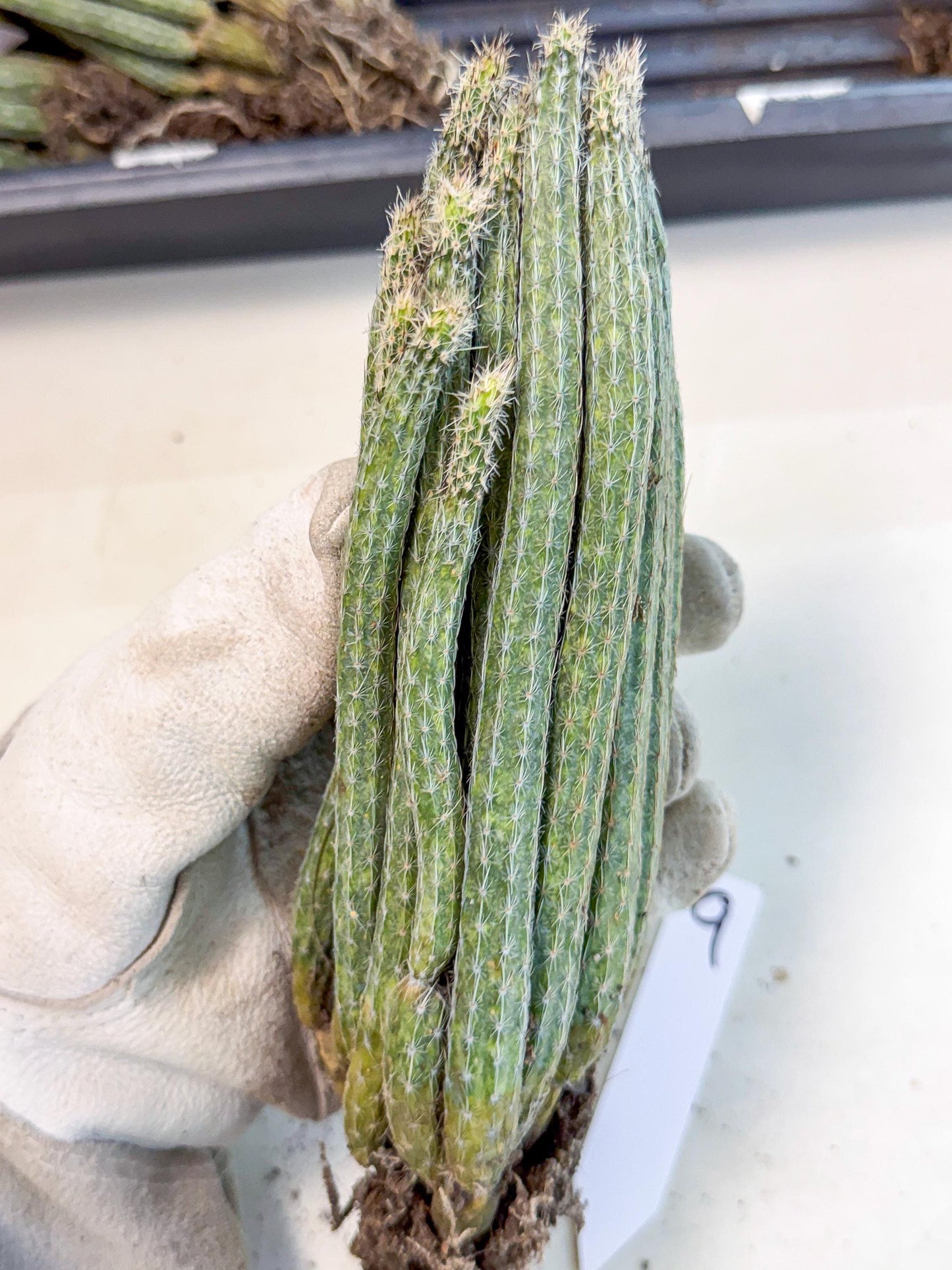 Dahlia Cactus - Wilcoxia poselgeri (9) | Rare Cactus