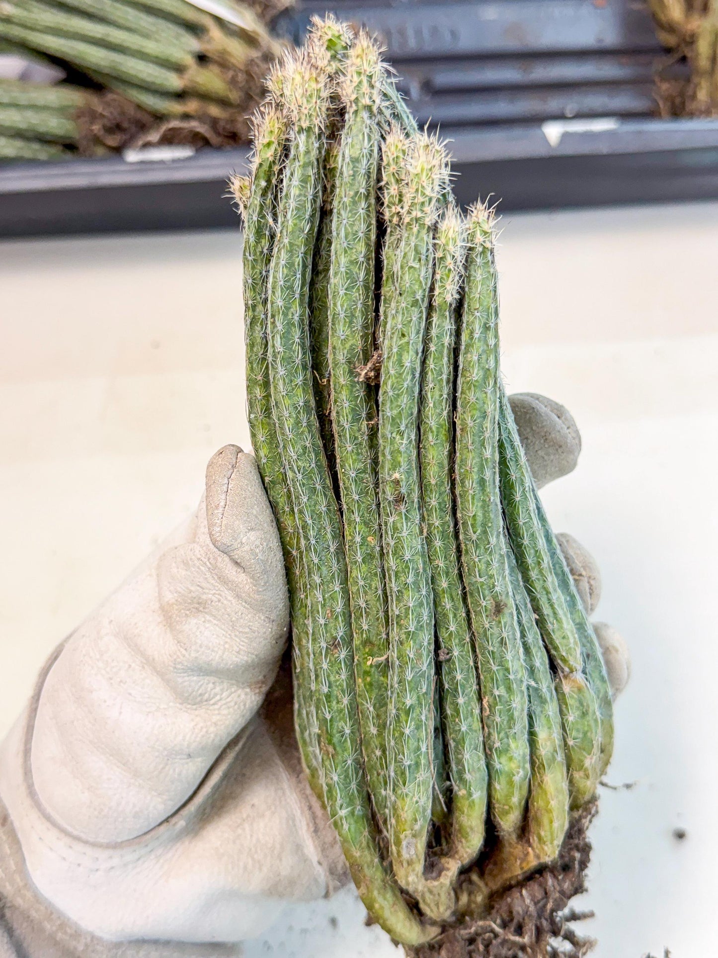Dahlia Cactus - Wilcoxia poselgeri (9) | Rare Cactus