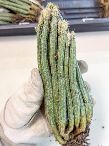 Dahlia Cactus - Wilcoxia poselgeri (9) | Rare Cactus