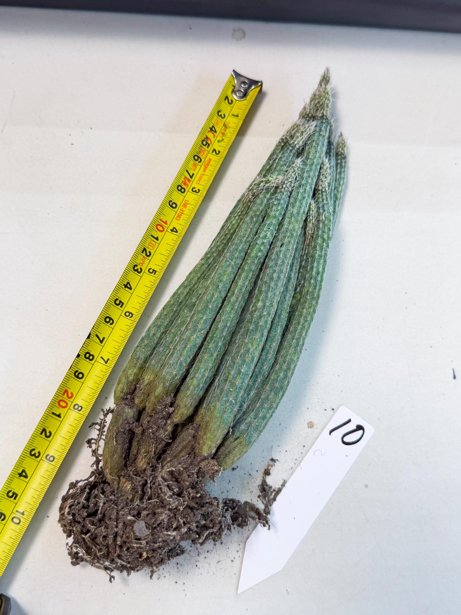 Dahlia Cactus - Wilcoxia poselgeri (10) | Rare Cactus