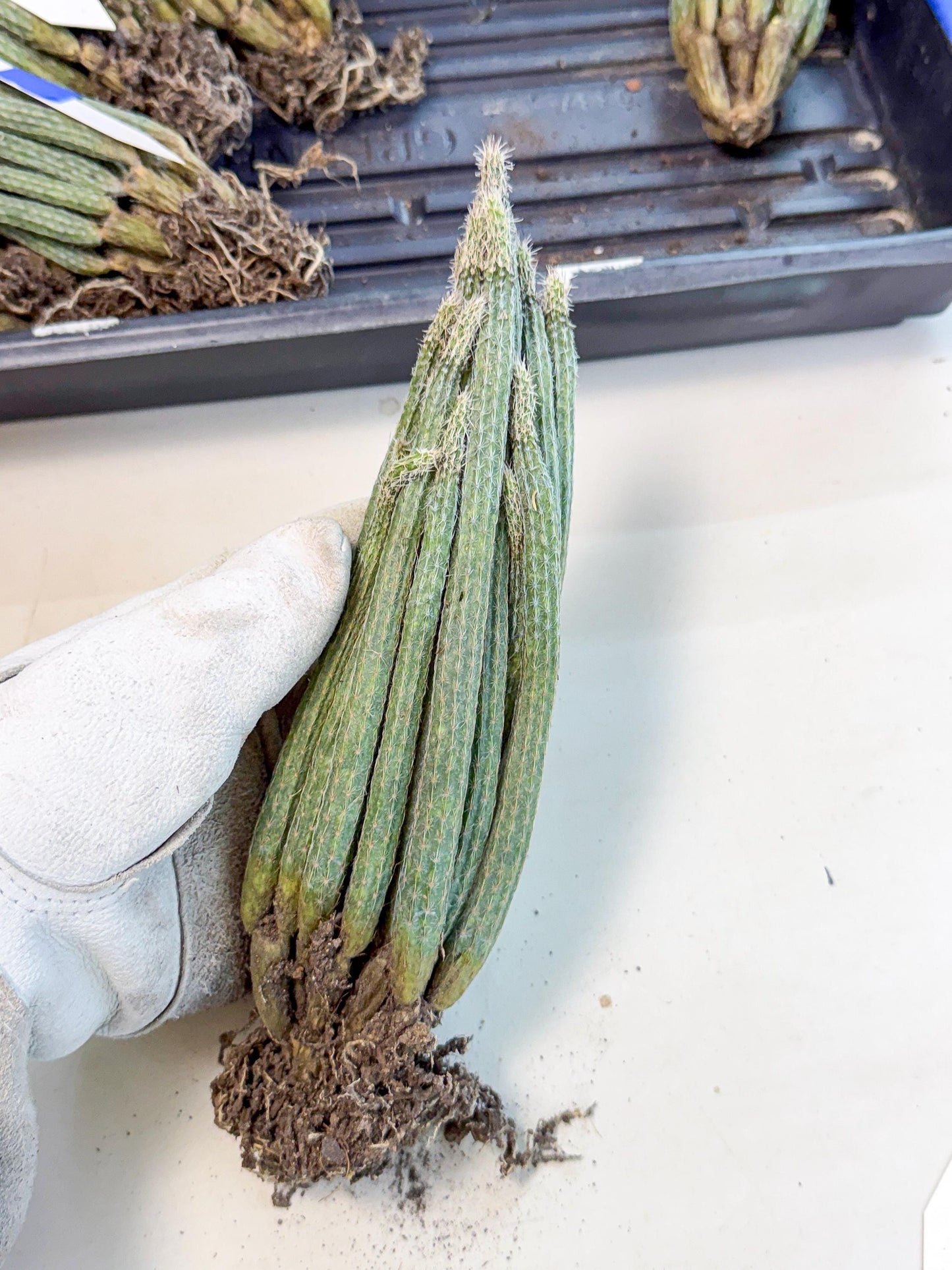 Dahlia Cactus - Wilcoxia poselgeri (10) | Rare Cactus