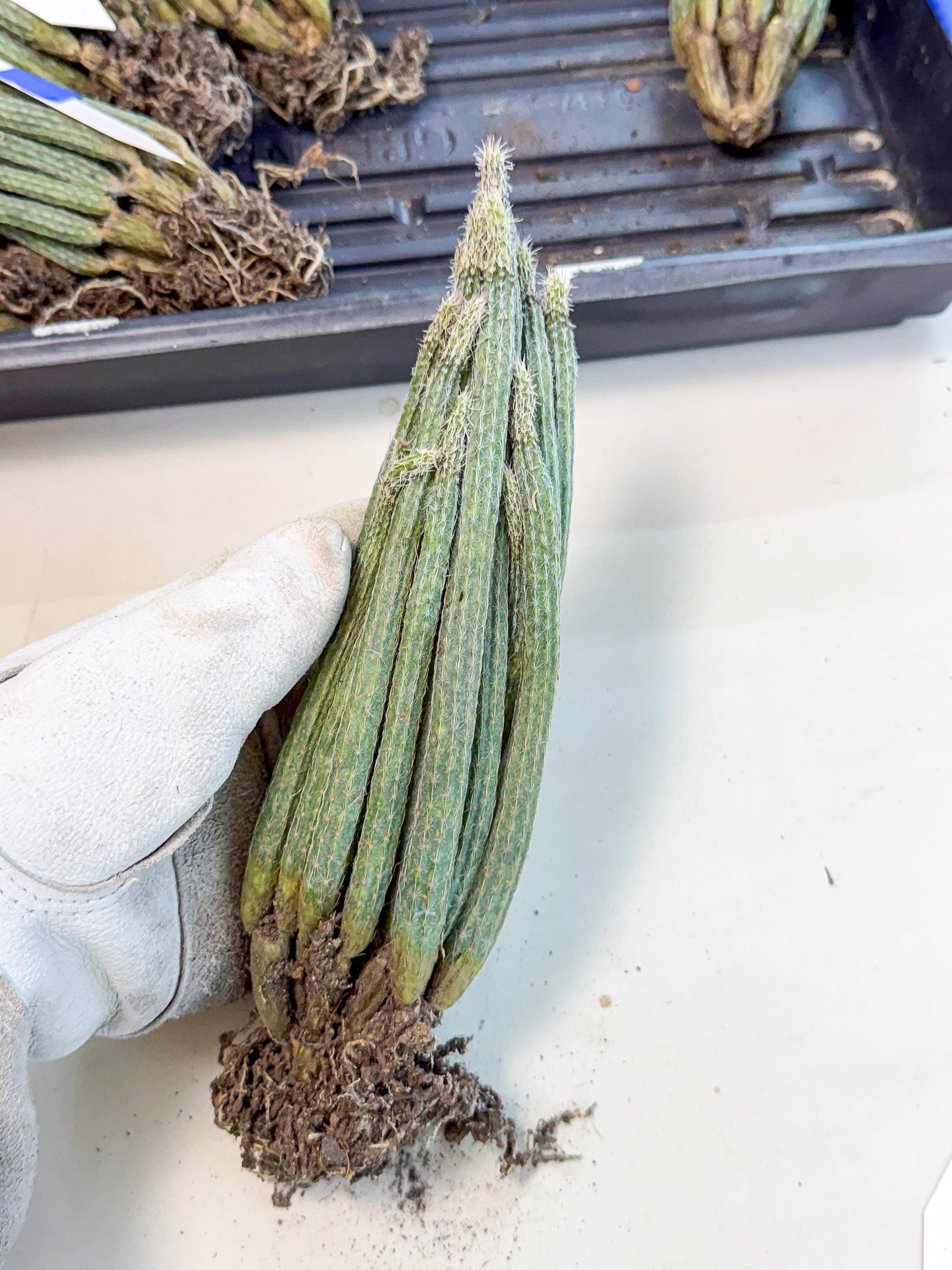 Dahlia Cactus - Wilcoxia poselgeri (10) | Rare Cactus