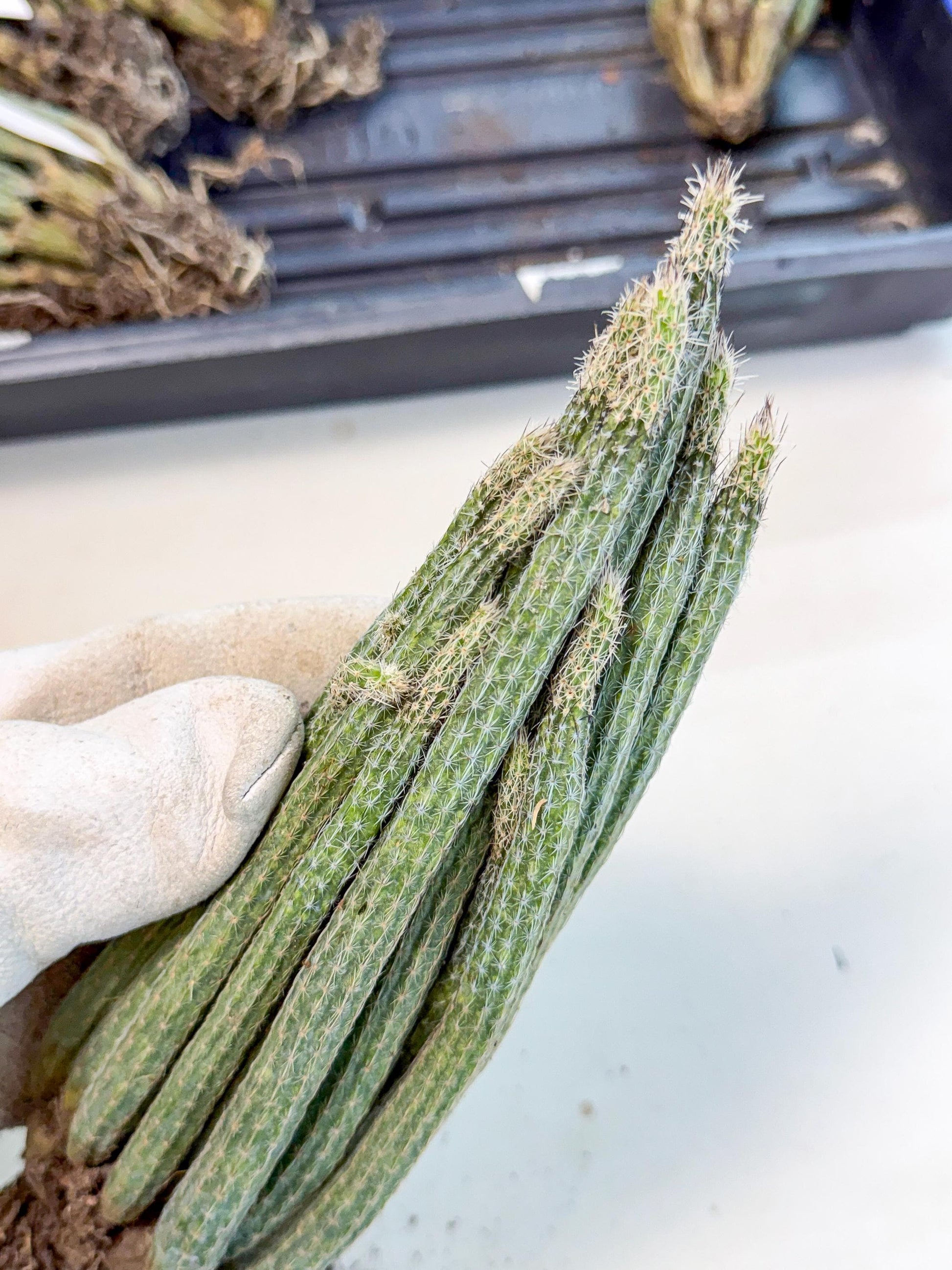 Dahlia Cactus - Wilcoxia poselgeri (10) | Rare Cactus
