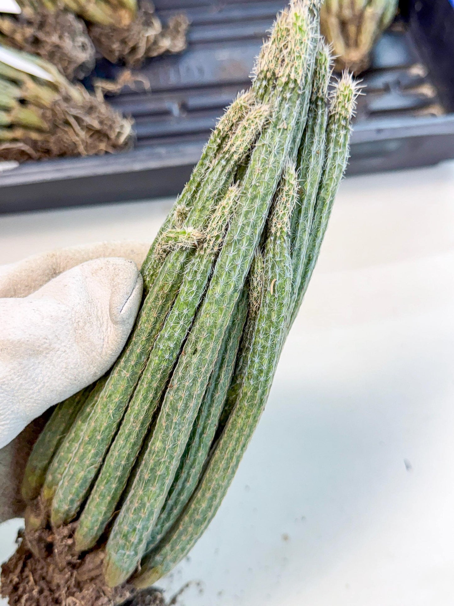 Dahlia Cactus - Wilcoxia poselgeri (10) | Rare Cactus