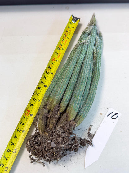 Dahlia Cactus - Wilcoxia poselgeri (10) | Rare Cactus