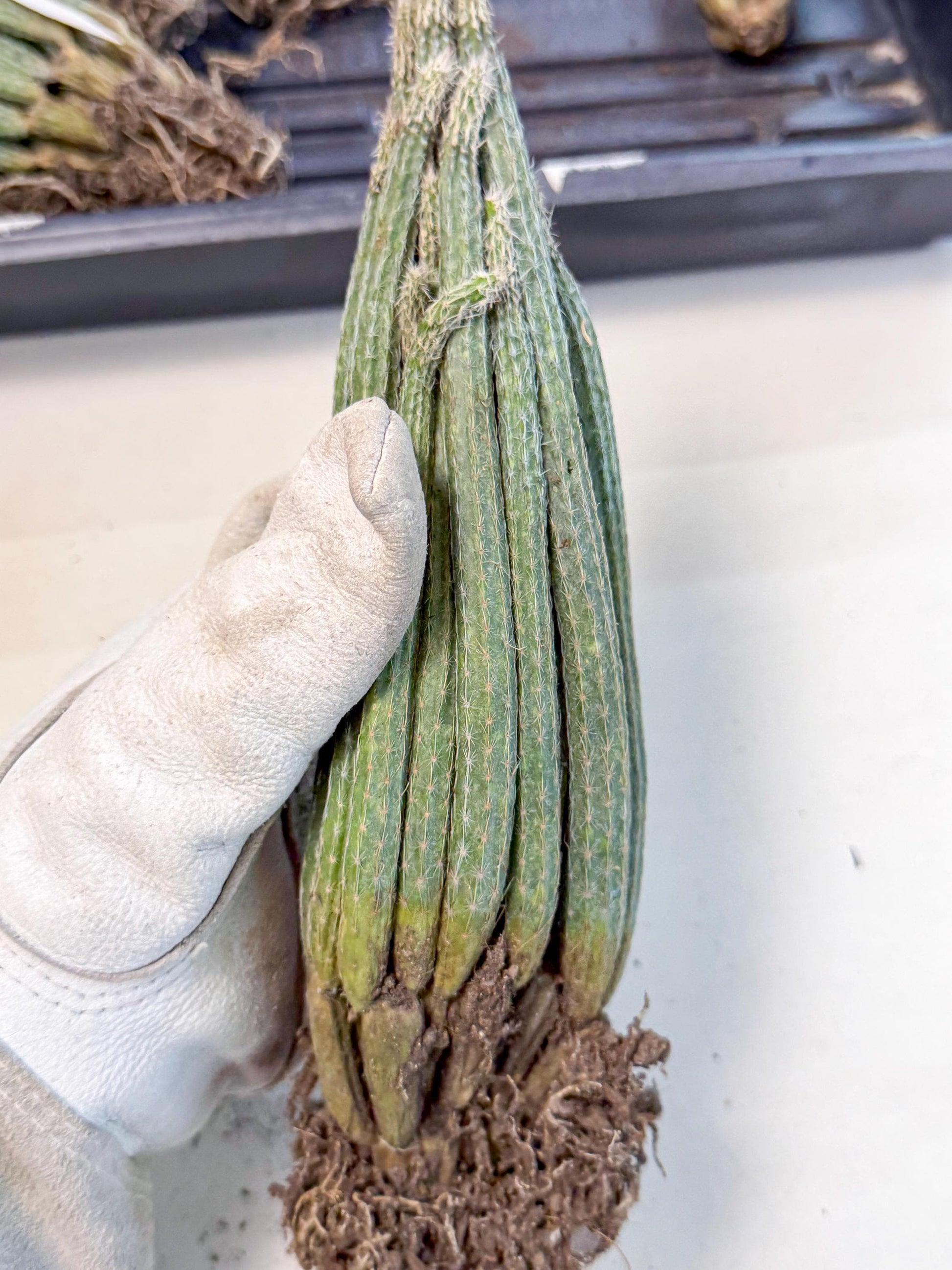 Dahlia Cactus - Wilcoxia poselgeri (10) | Rare Cactus