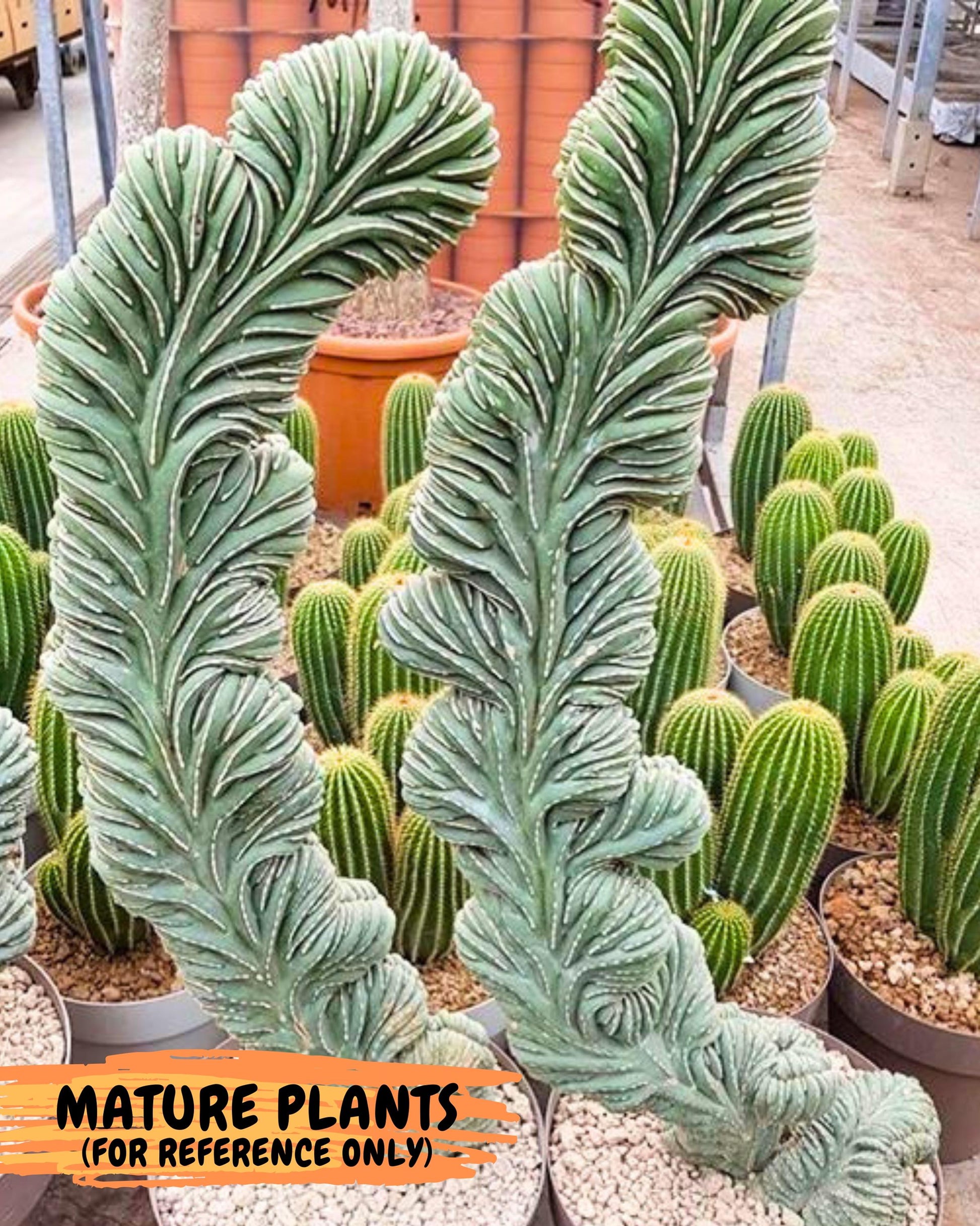 Marginatus Cristata (p) | Rooted Cuttings