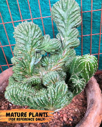 Marginatus Cristata (p) | Rooted Cuttings