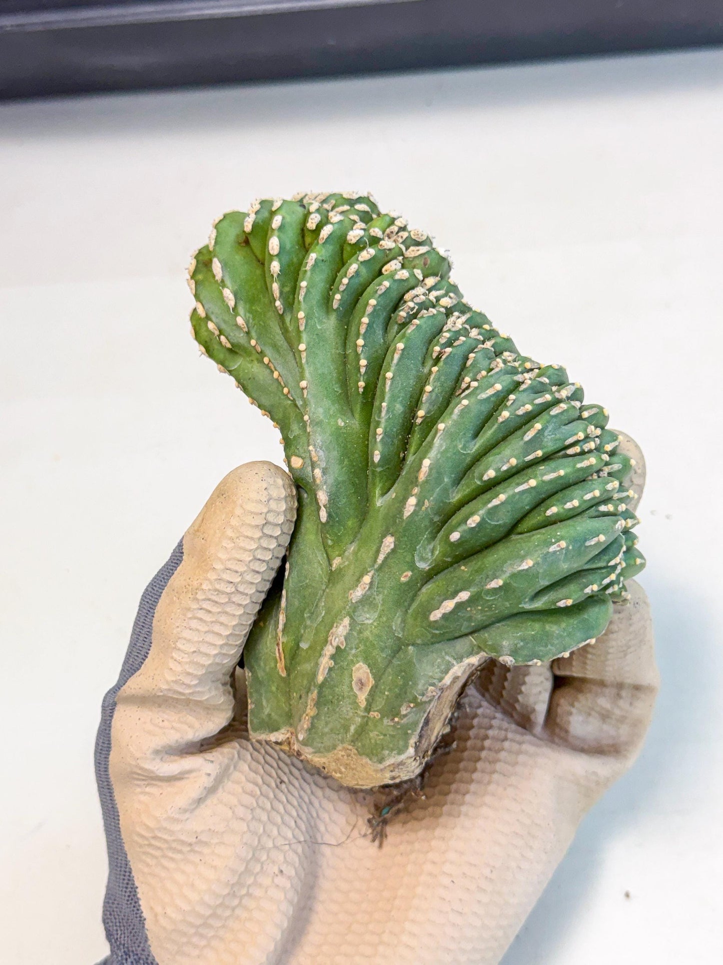 Marginatus Cristata (p) | Rooted Cuttings