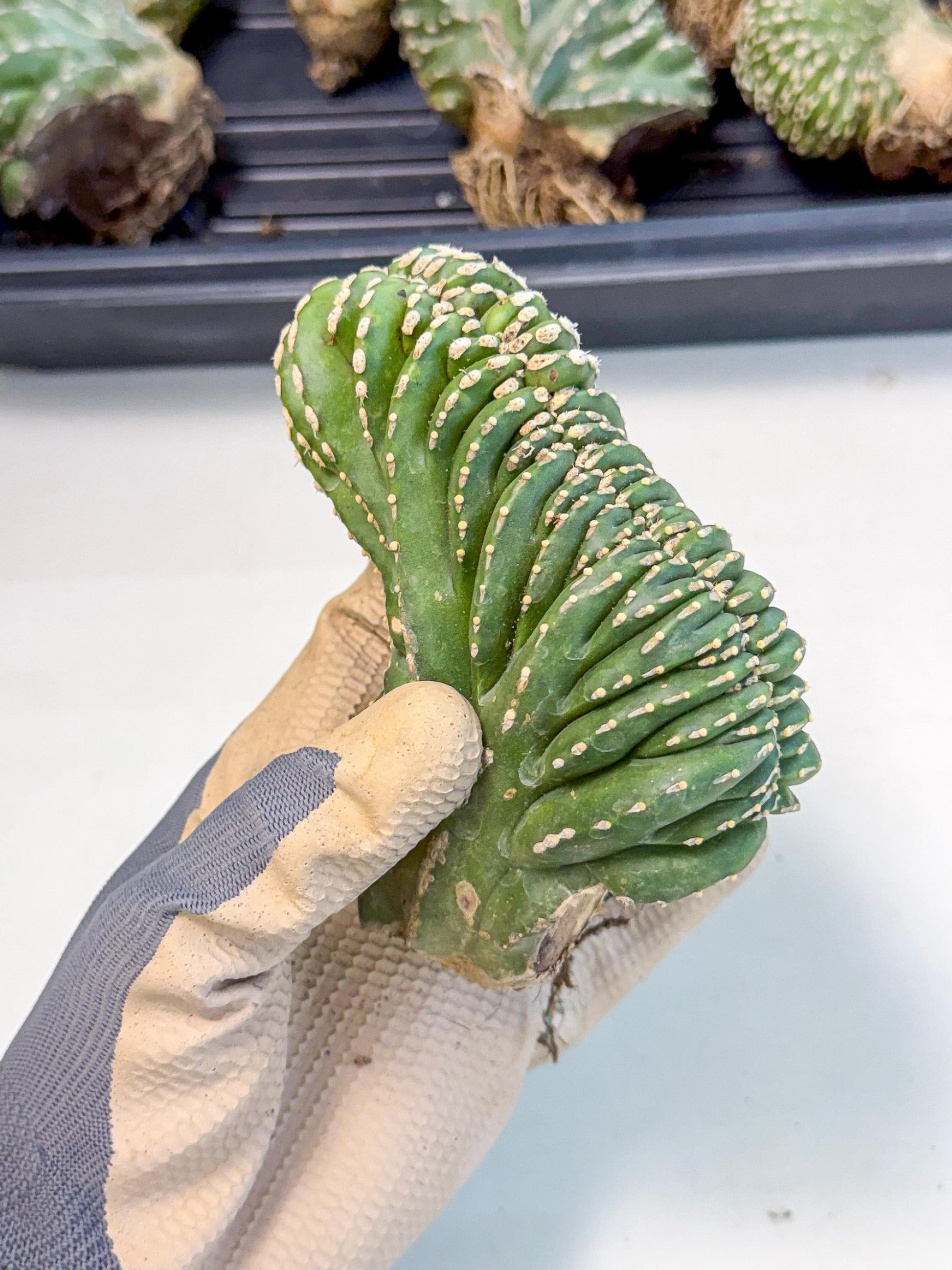 Marginatus Cristata (p) | Rooted Cuttings