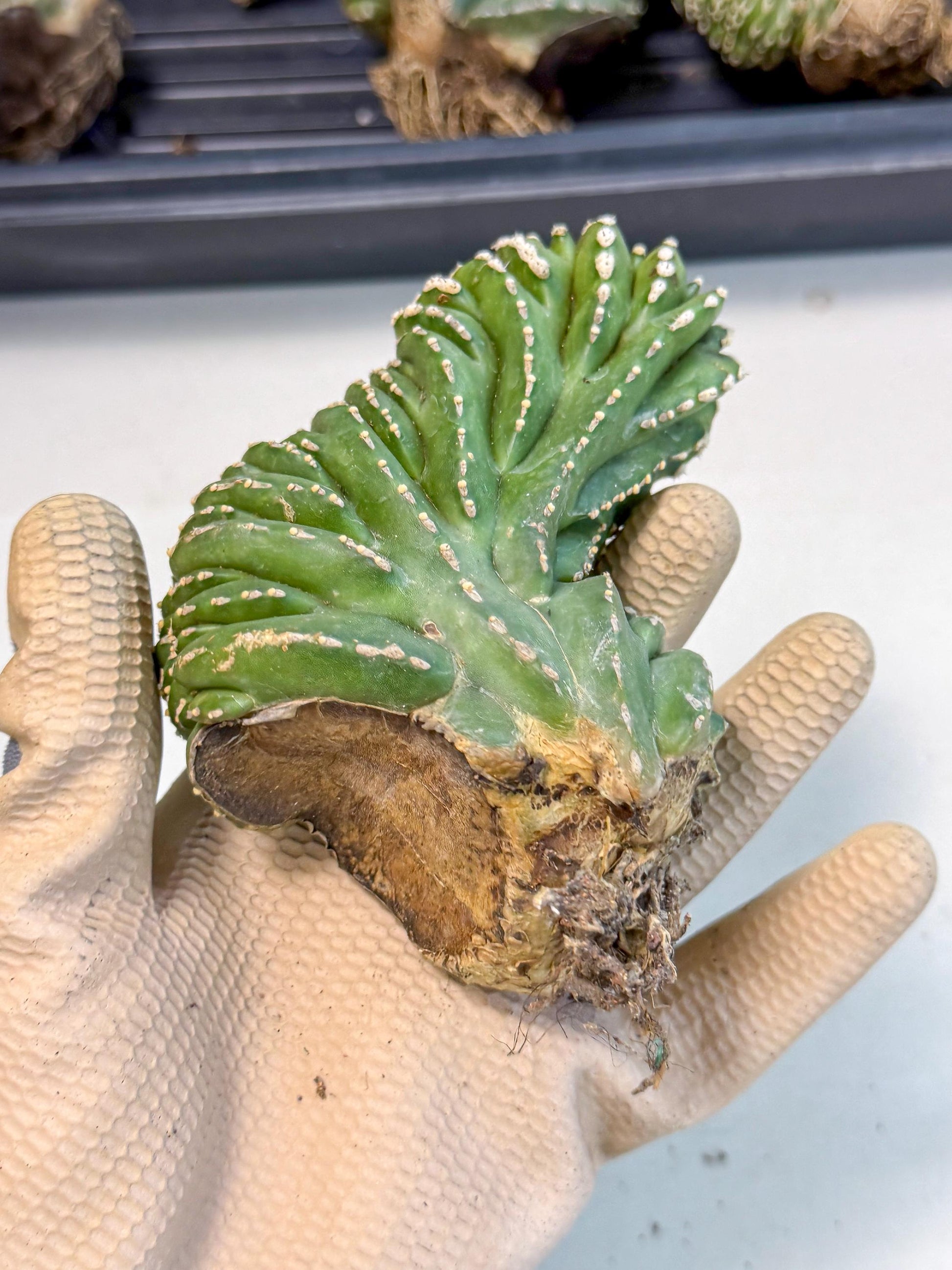 Marginatus Cristata (p) | Rooted Cuttings