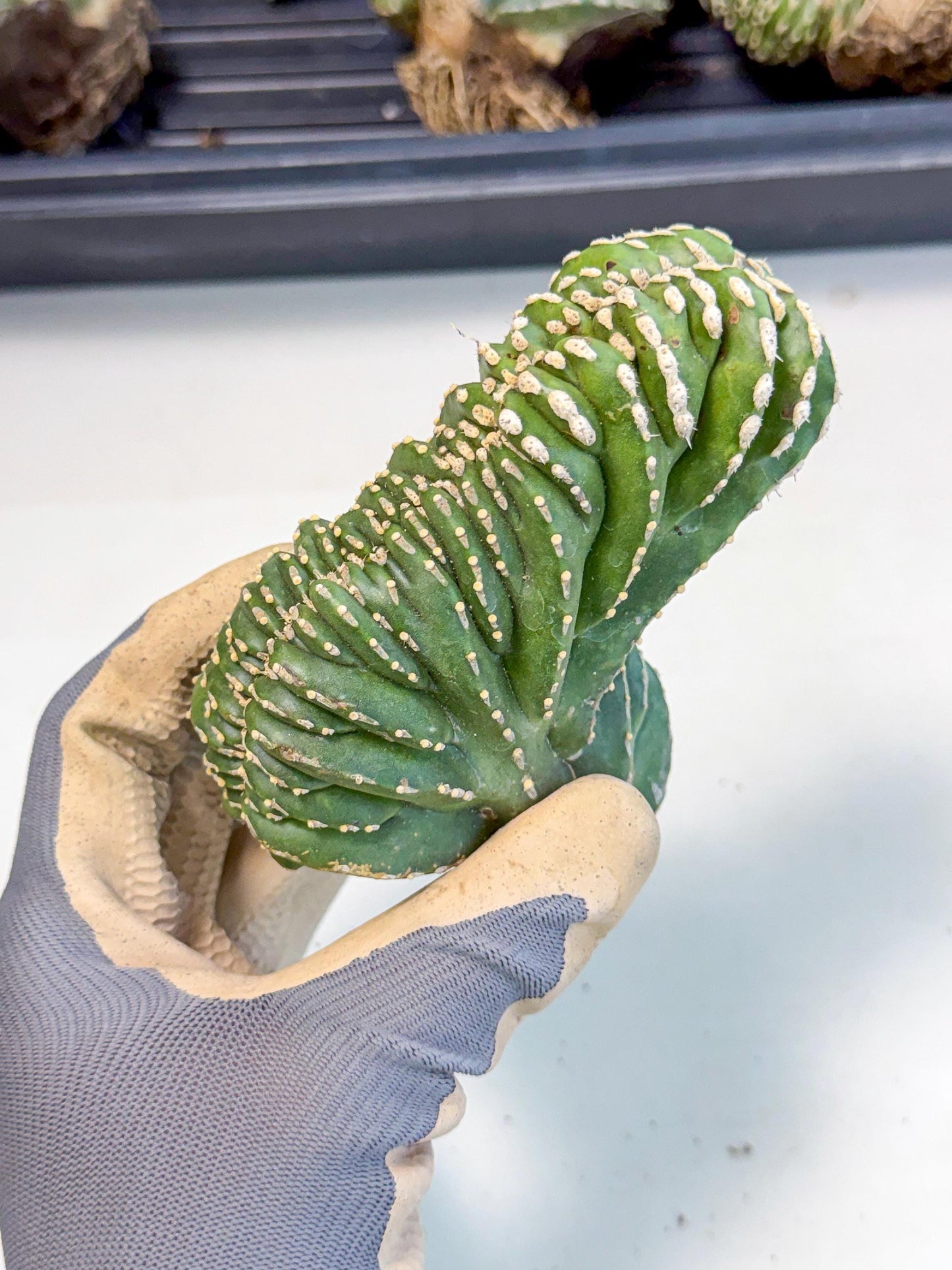 Marginatus Cristata (p) | Rooted Cuttings