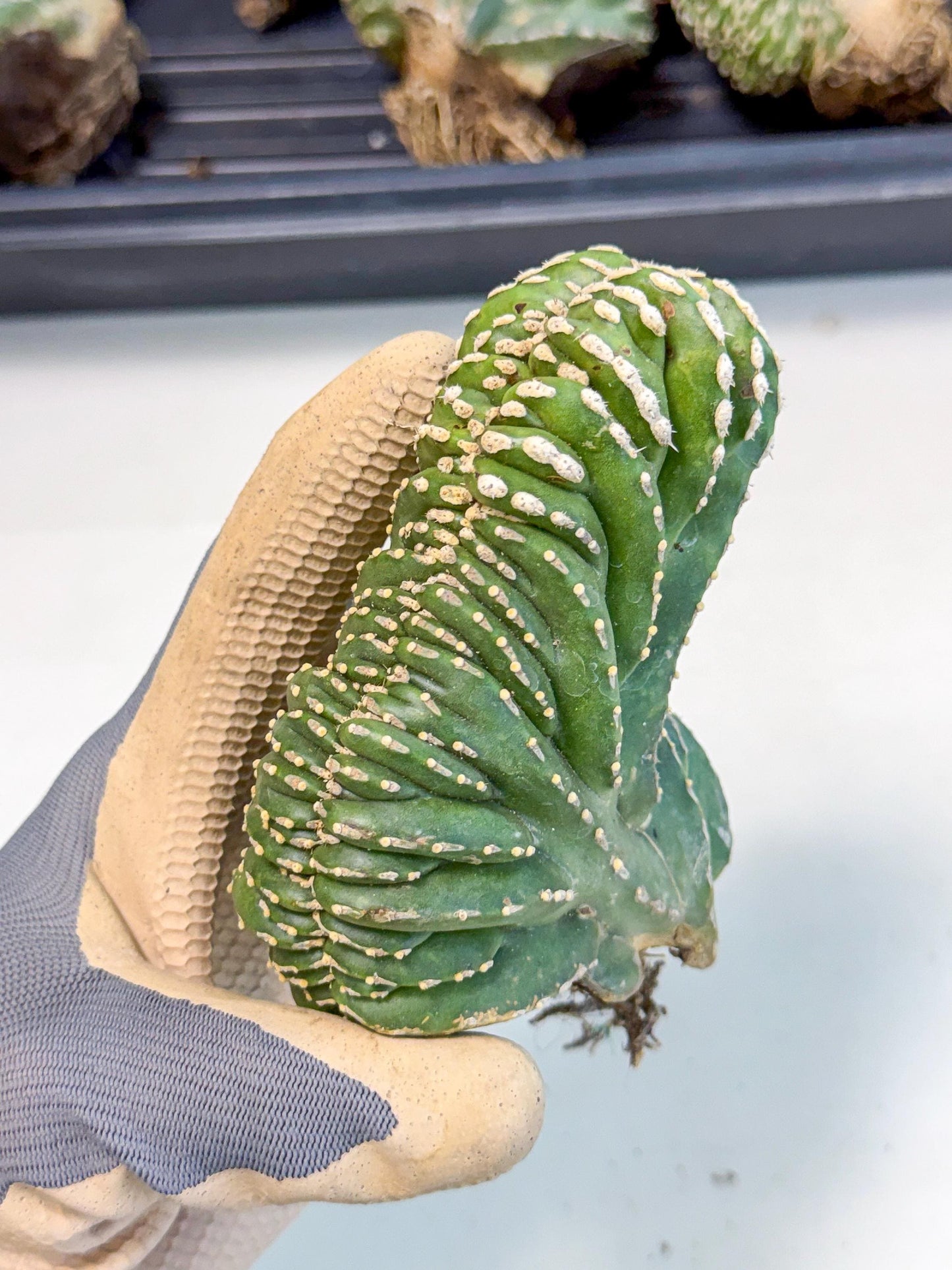 Marginatus Cristata (p) | Rooted Cuttings