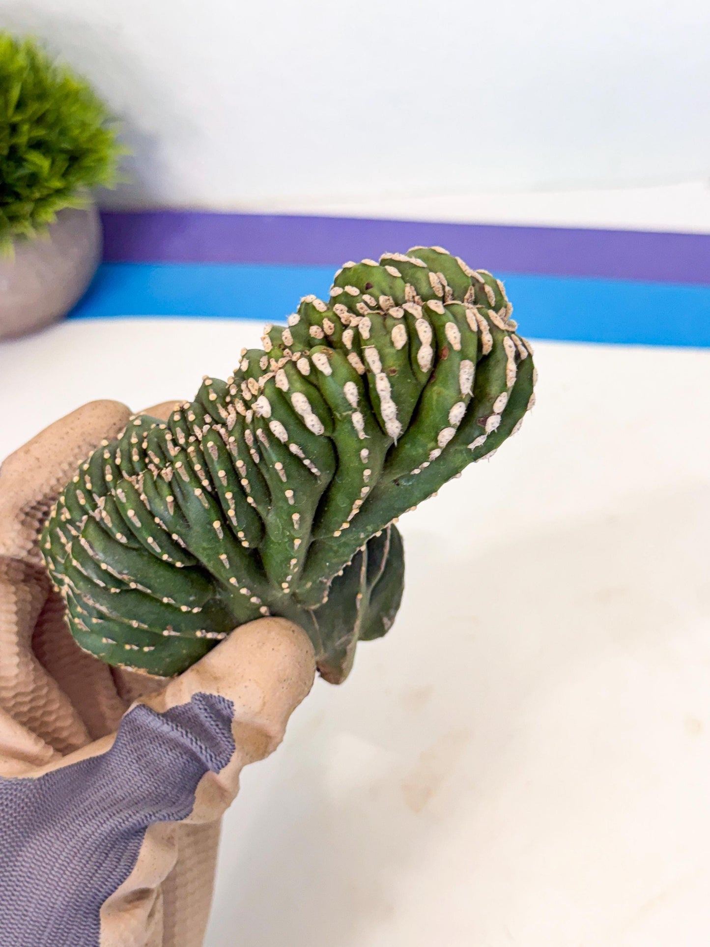 Marginatus Cristata (p) | Rooted Cuttings