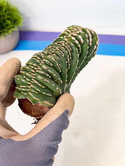 Marginatus Cristata (p) | Rooted Cuttings