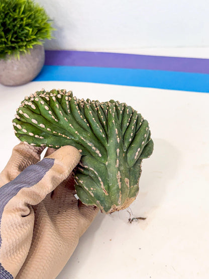Marginatus Cristata (p) | Rooted Cuttings
