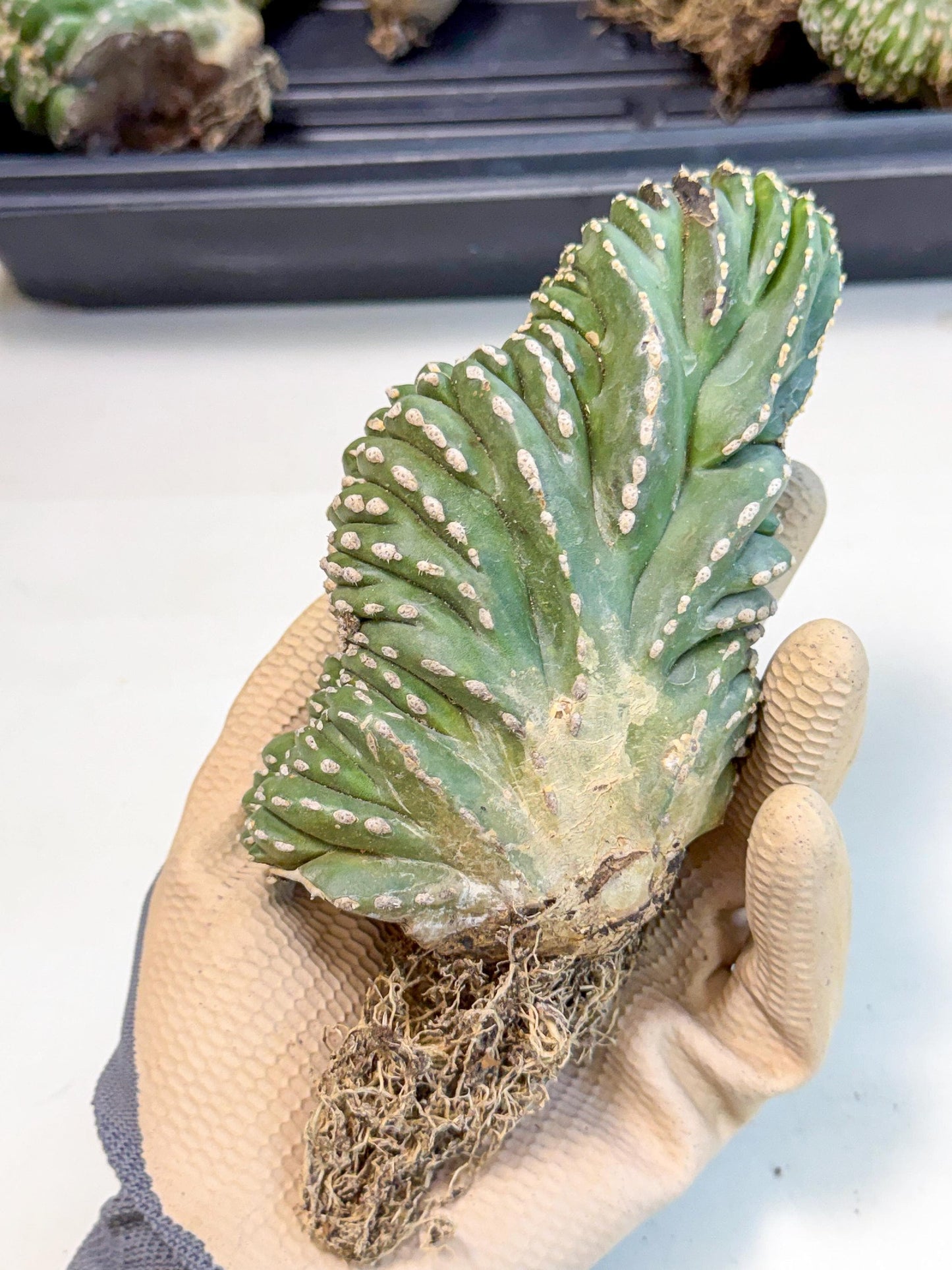 Marginatus Cristata (y) | Rare Cactus