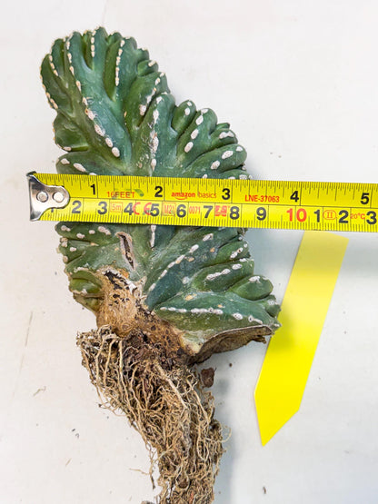 Marginatus Cristata (y) | Rare Cactus