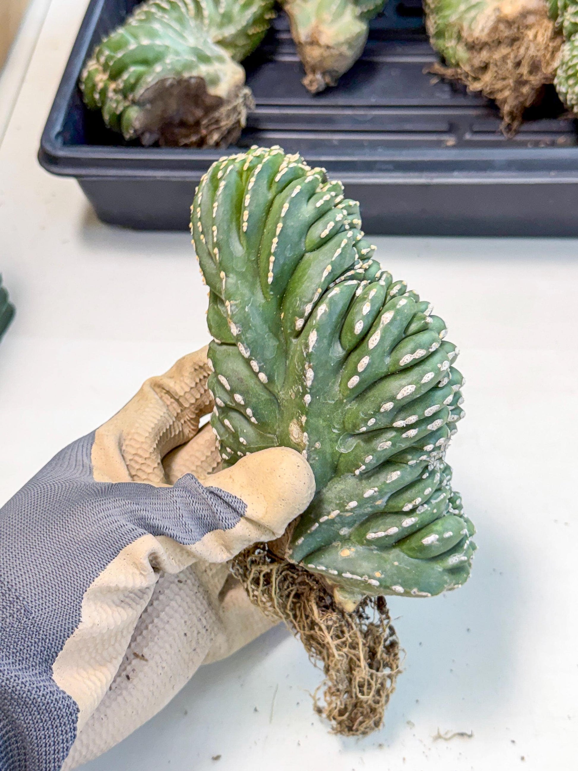 Marginatus Cristata (y) | Rare Cactus