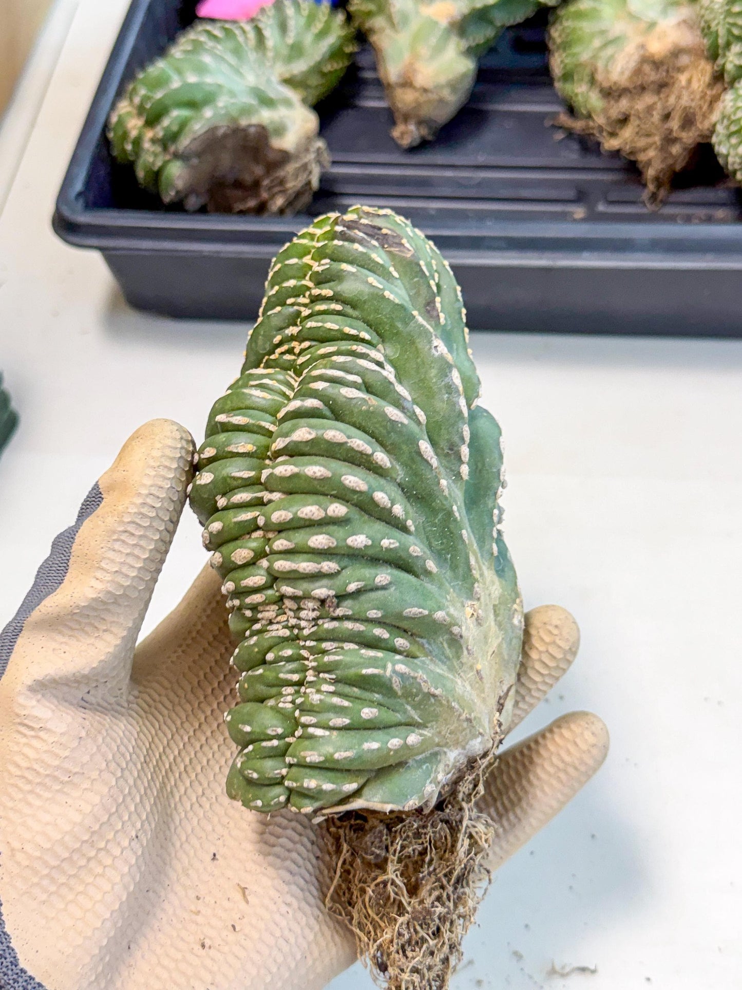 Marginatus Cristata (y) | Rare Cactus