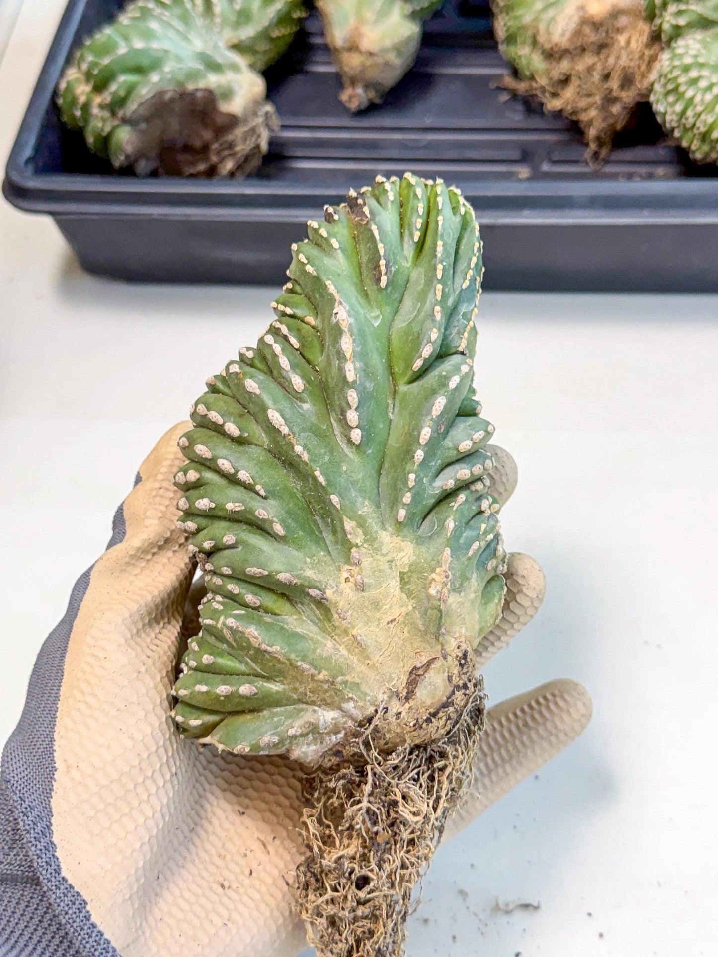 Marginatus Cristata (y) | Rare Cactus