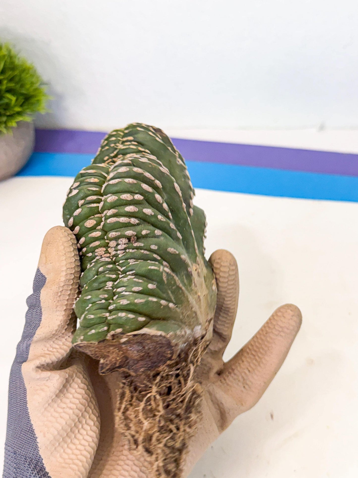 Marginatus Cristata (y) | Rare Cactus