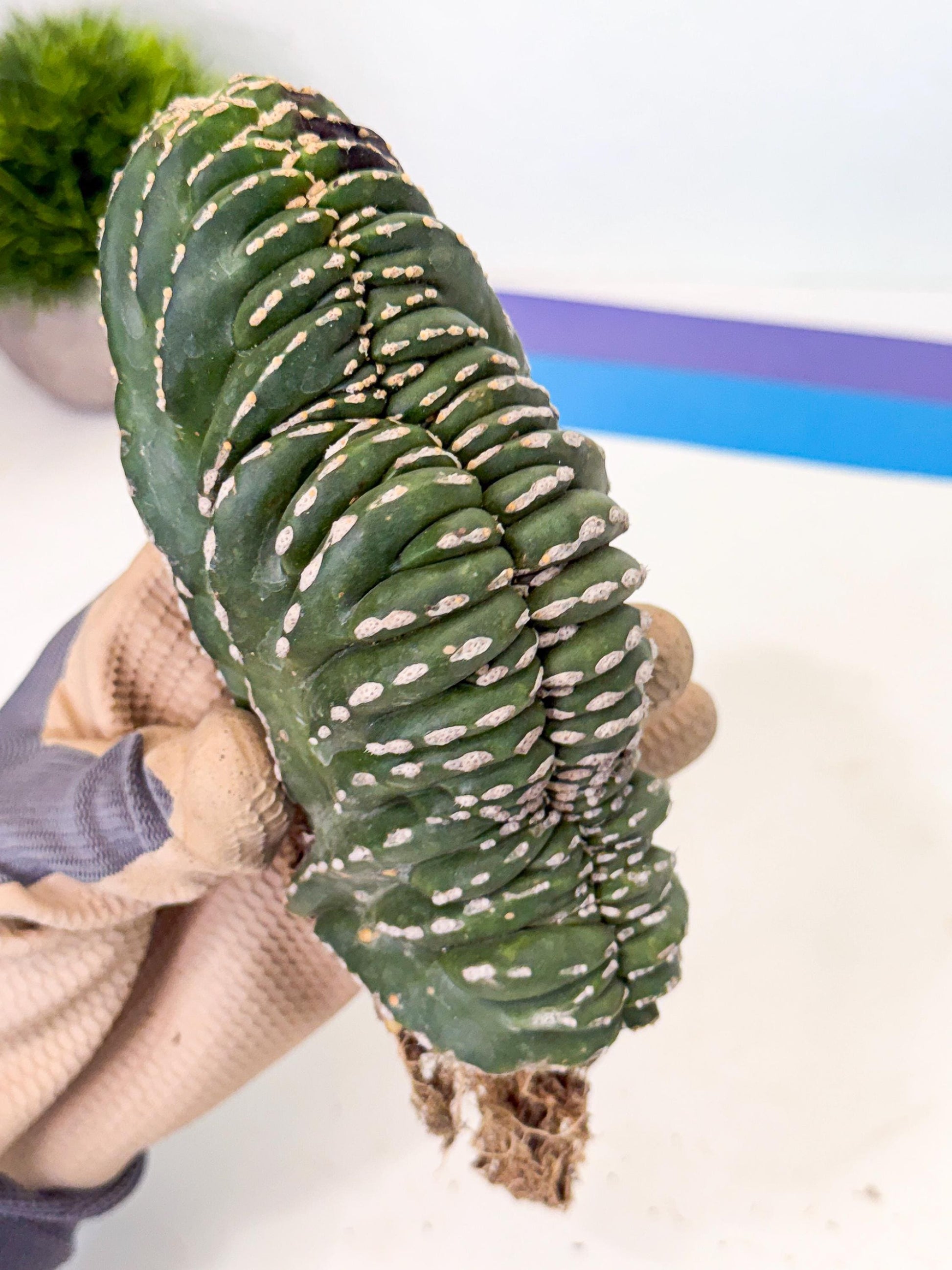 Marginatus Cristata (y) | Rare Cactus