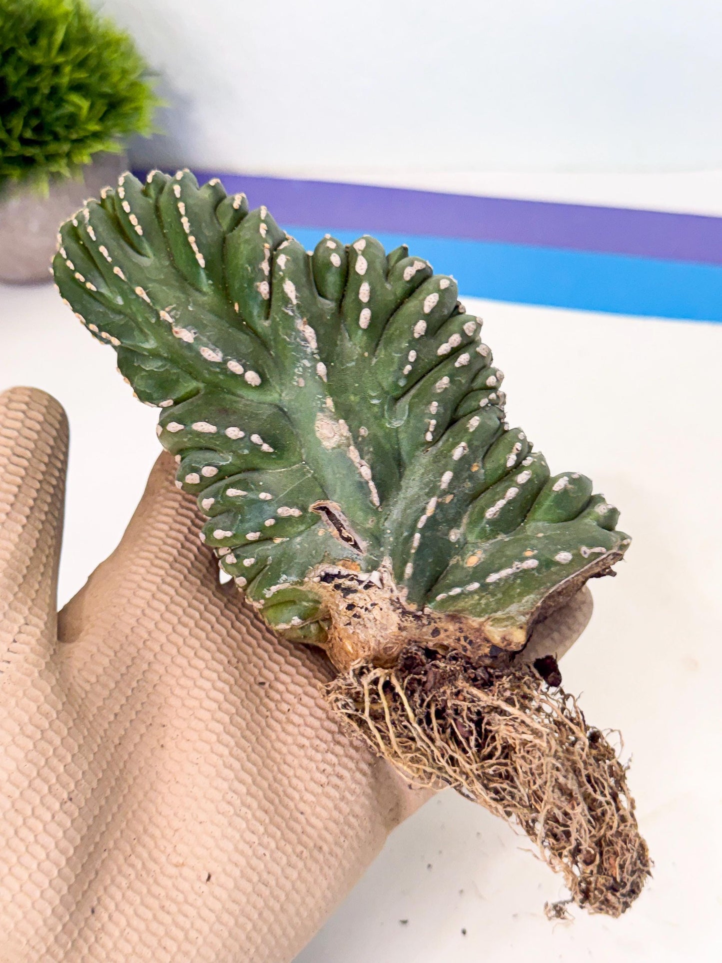 Marginatus Cristata (y) | Rare Cactus