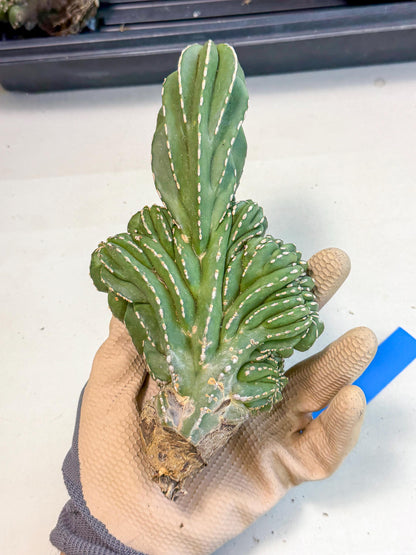 Marginatus Cristata (b) | Rare Cactus