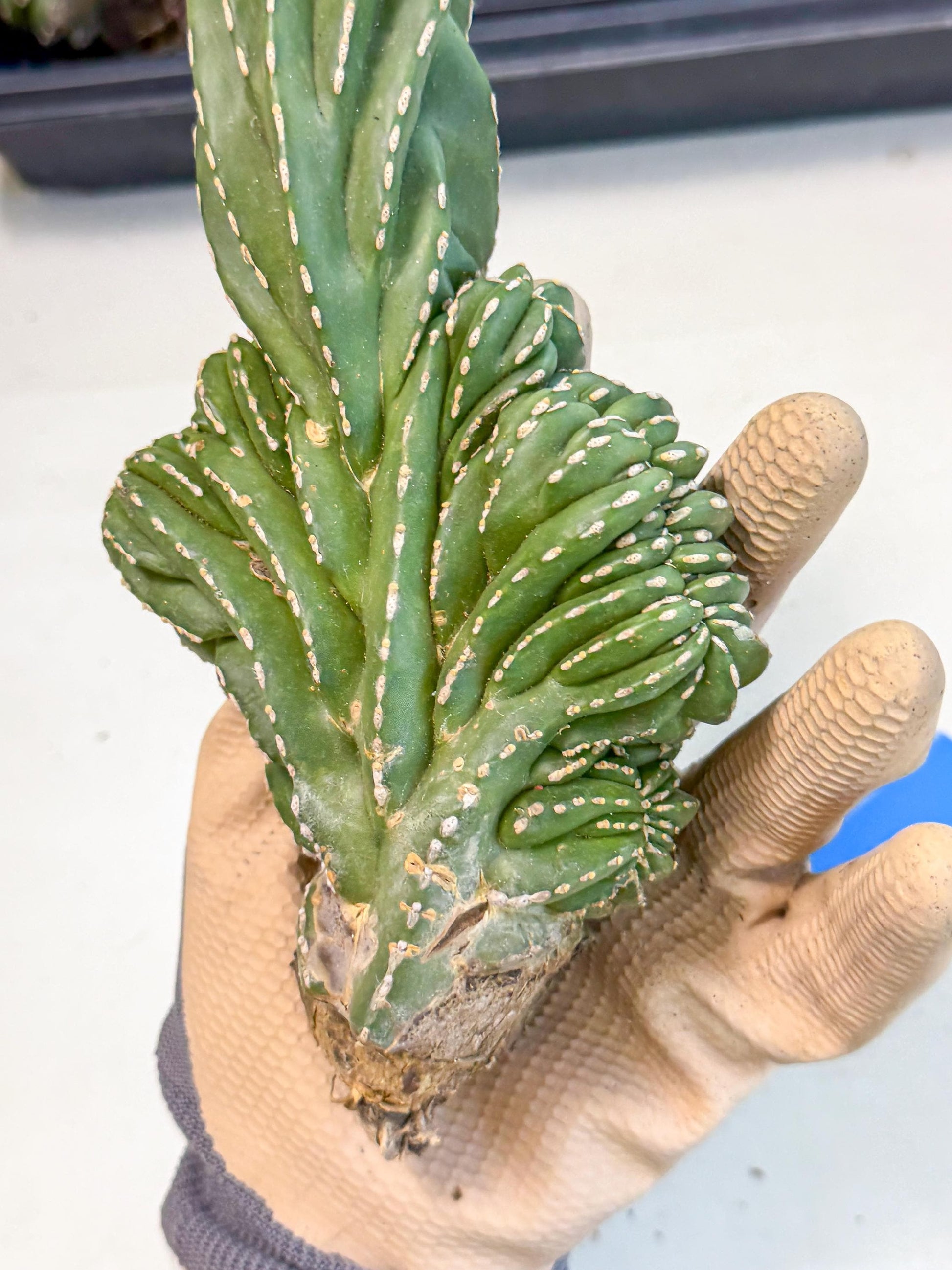 Marginatus Cristata (b) | Rare Cactus