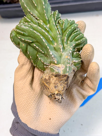 Marginatus Cristata (b) | Rare Cactus