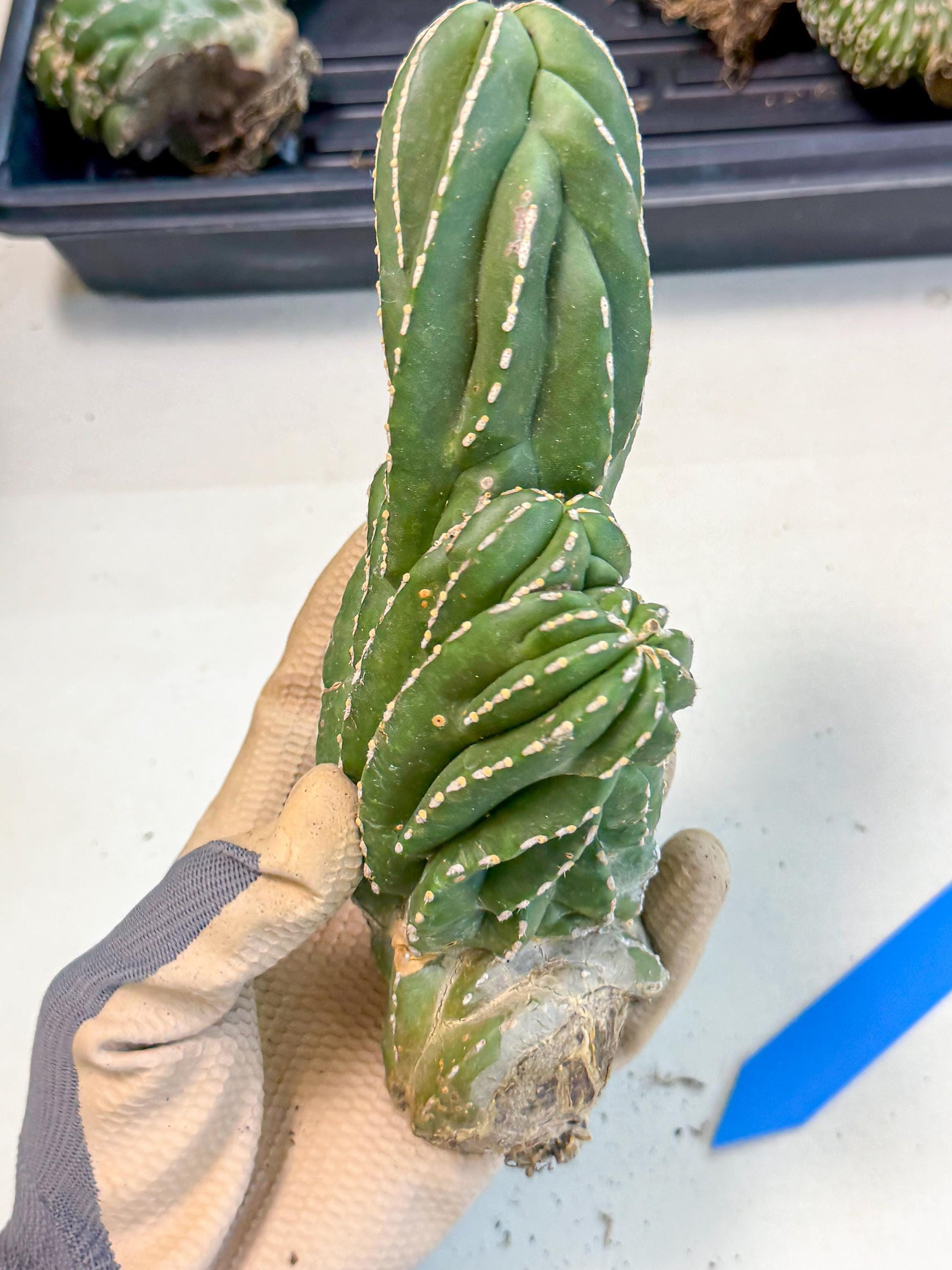 Marginatus Cristata (b) | Rare Cactus