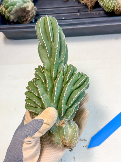 Marginatus Cristata (b) | Rare Cactus