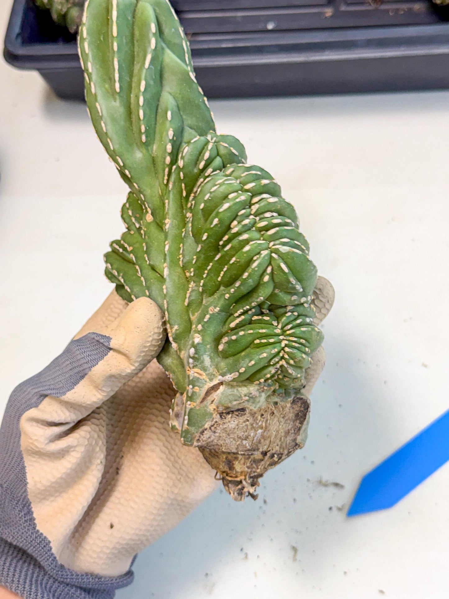 Marginatus Cristata (b) | Rare Cactus