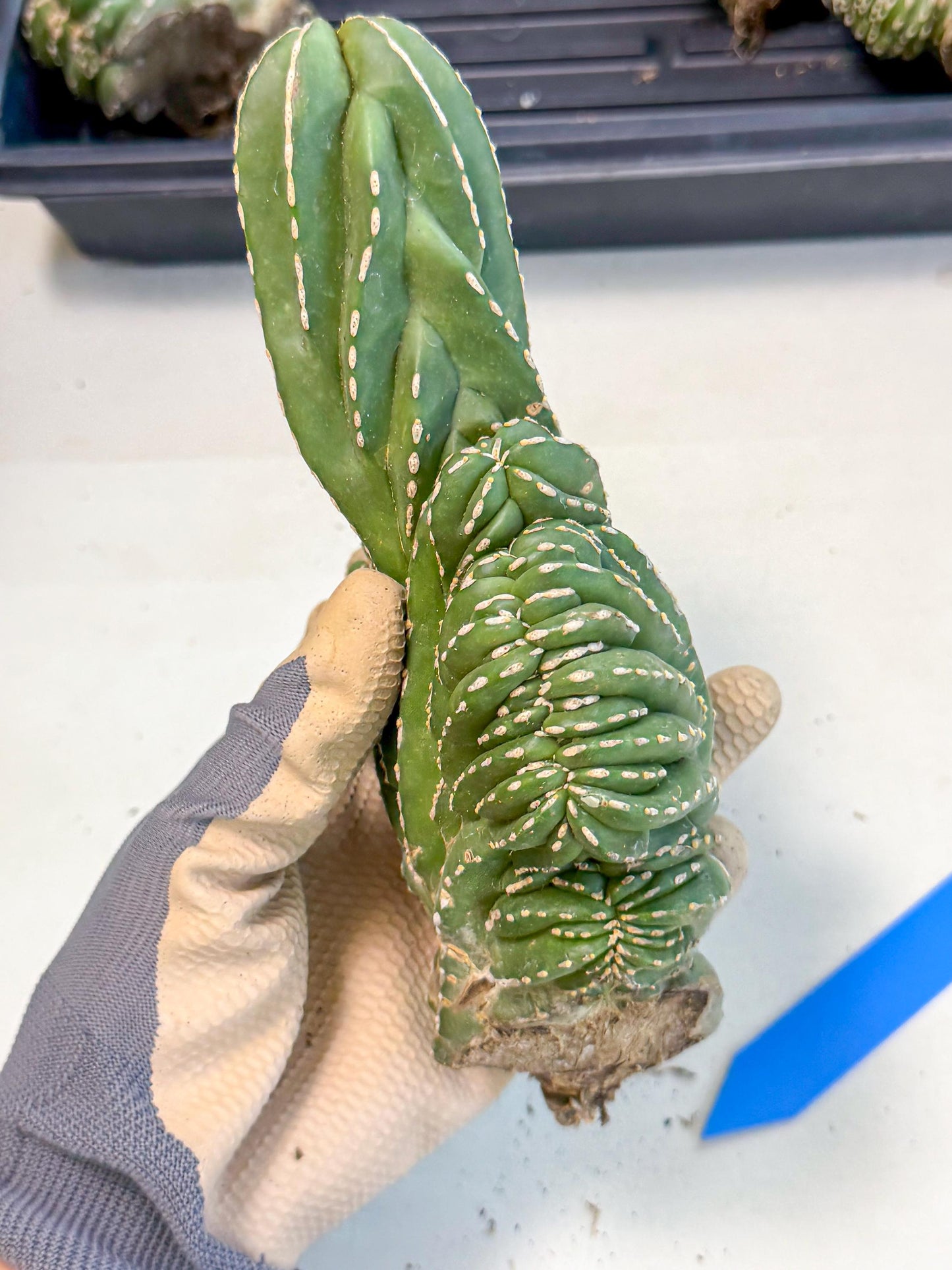 Marginatus Cristata (b) | Rare Cactus