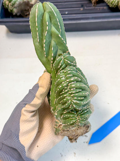 Marginatus Cristata (b) | Rare Cactus