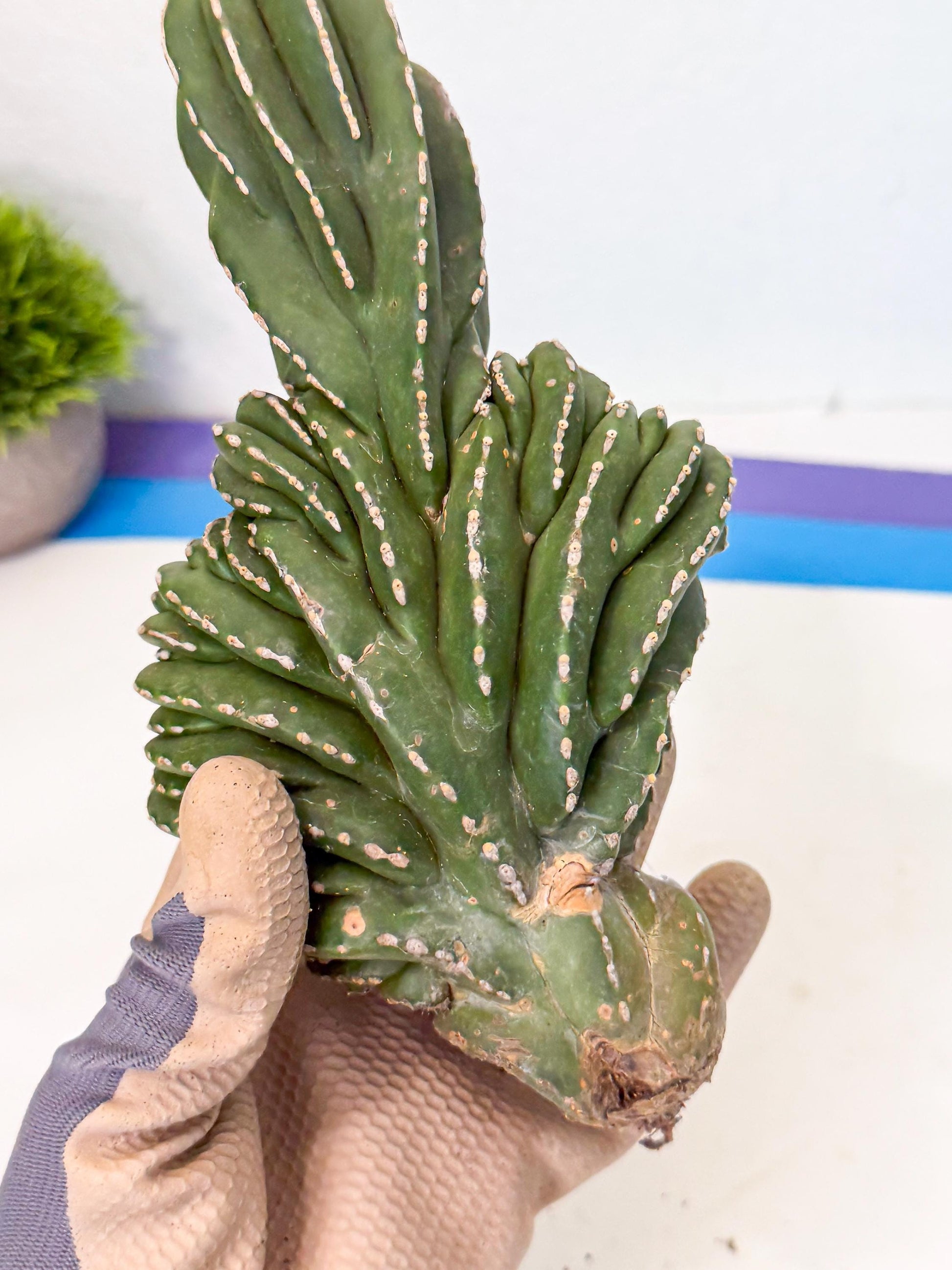 Marginatus Cristata (b) | Rare Cactus