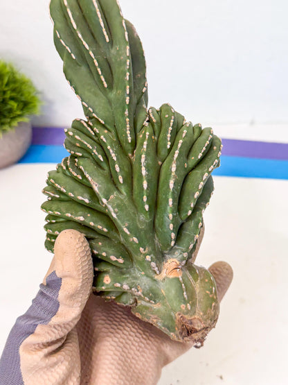Marginatus Cristata (b) | Rare Cactus