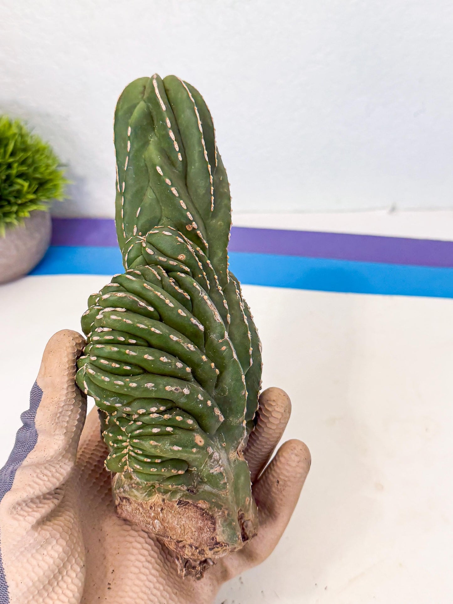 Marginatus Cristata (b) | Rare Cactus